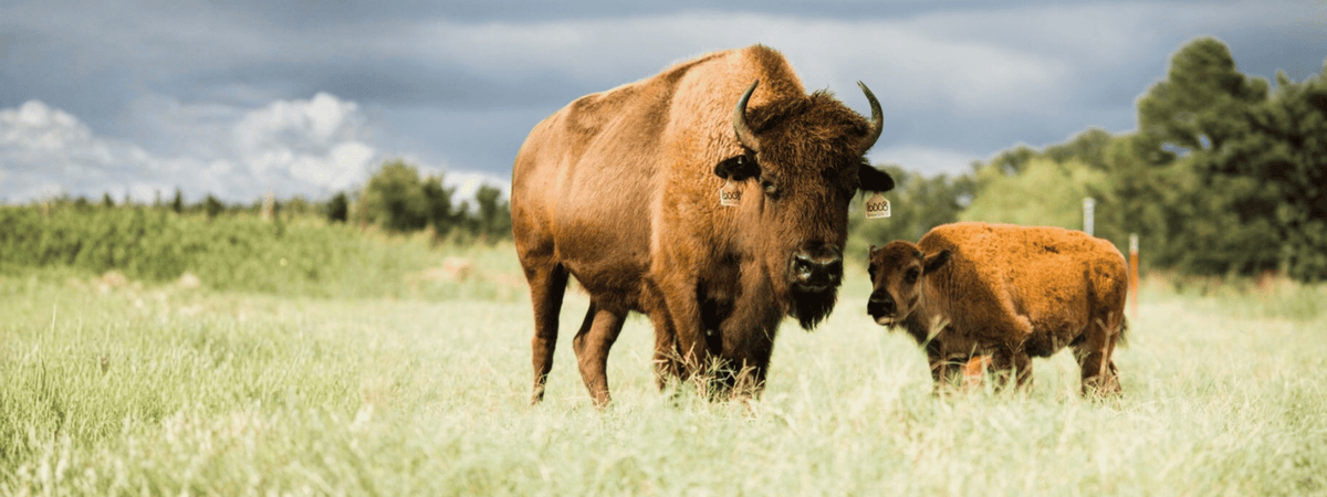 A large brown bison stands in a grassy field under a cloudy sky, with a smaller bison calf beside it and trees in the background.
